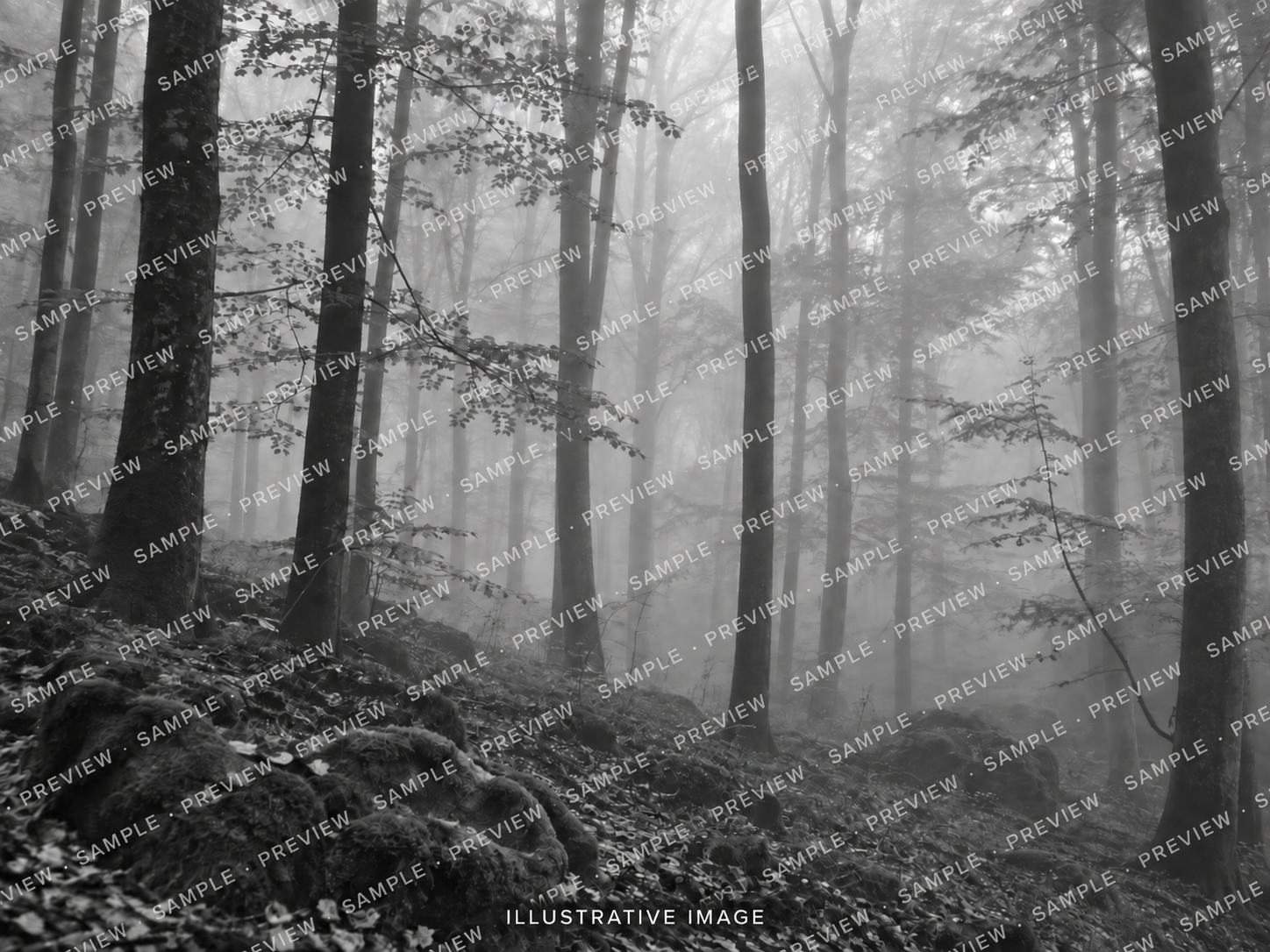 The Silent Forest — illustrative black-and-white sample, not an exhibition photograph